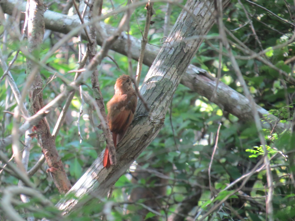 Tawny-winged Woodcreeper - ML622667745