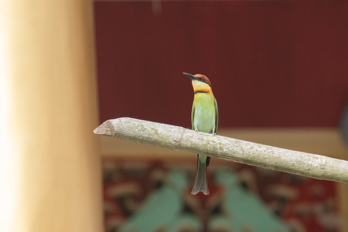 Chestnut-headed Bee-eater - Kalpesh Krishna