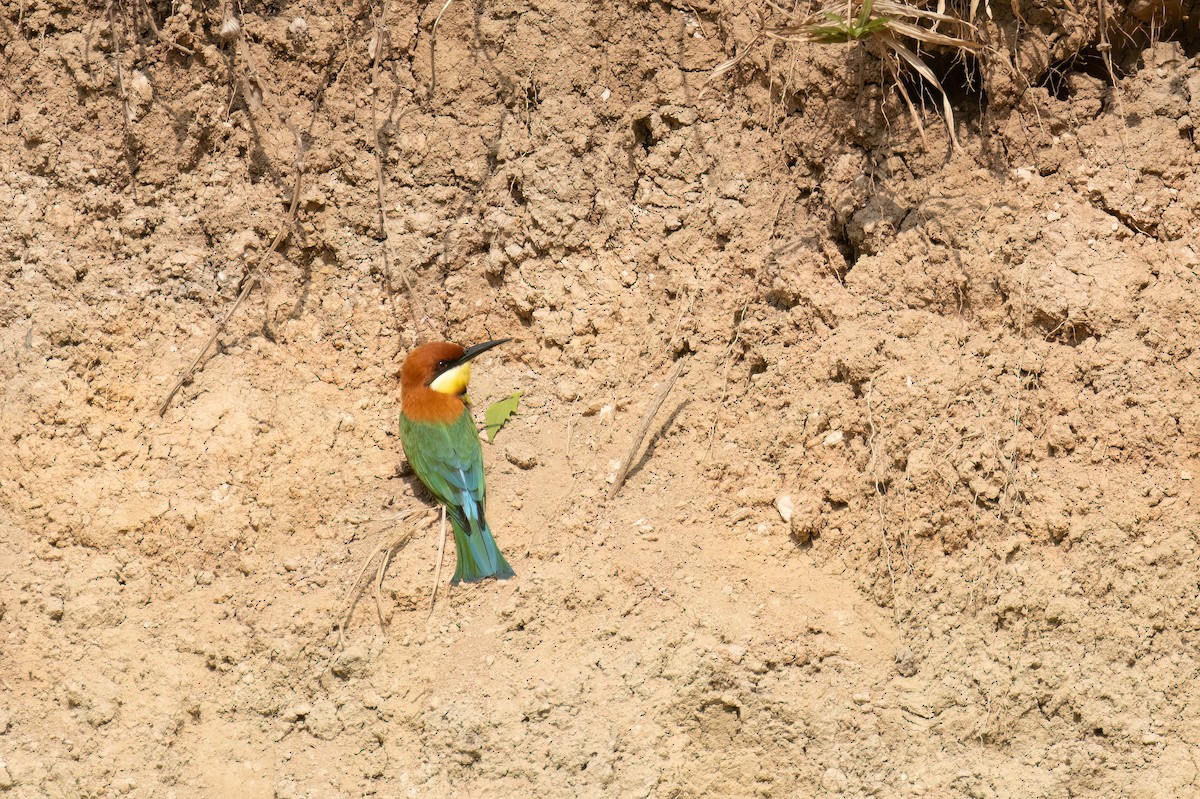 Chestnut-headed Bee-eater - Kalpesh Krishna