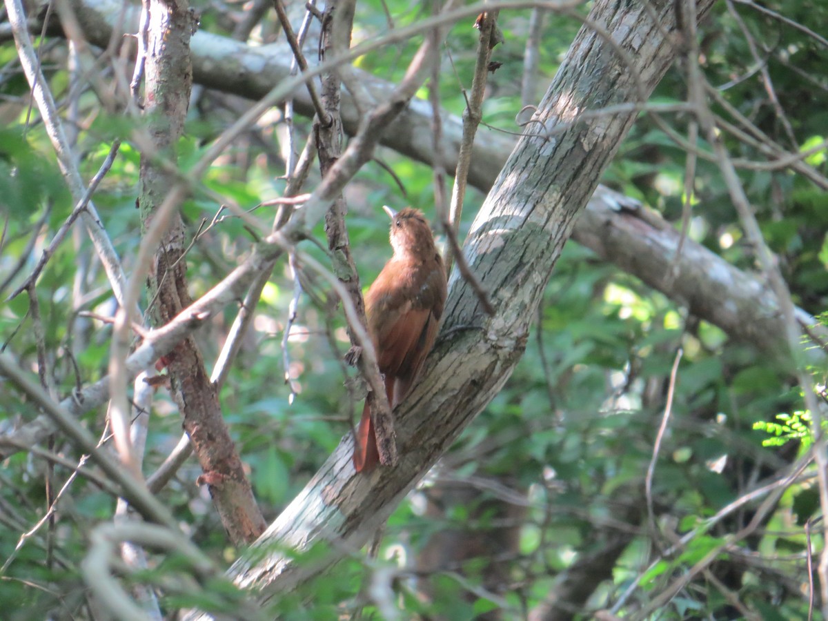 Tawny-winged Woodcreeper - ML622667759