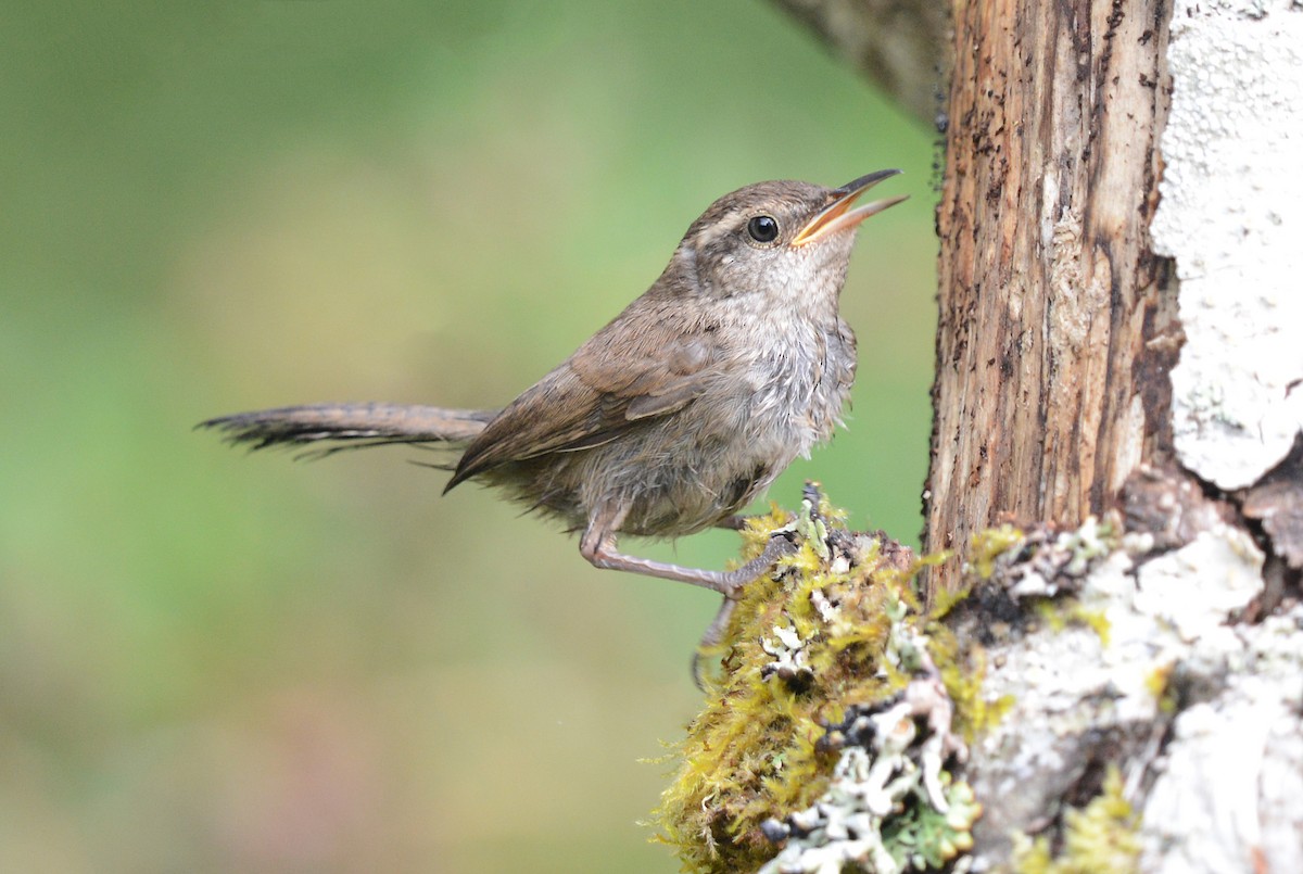 Bewick's Wren - ML622667763