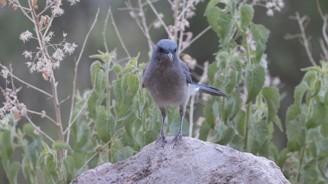Mexican Jay (Arizona) - ML622667765