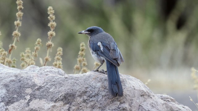 Mexican Jay (Arizona) - ML622667787