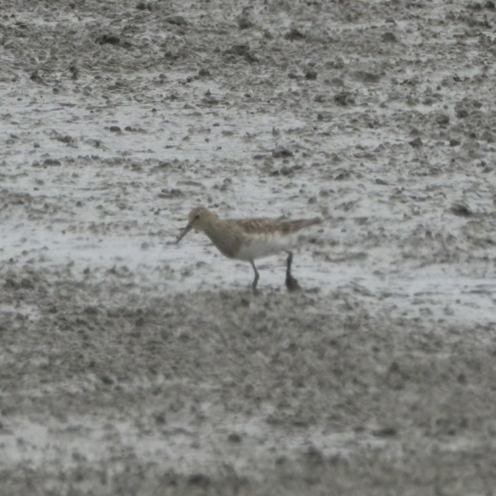 Pectoral Sandpiper - Justin Riley