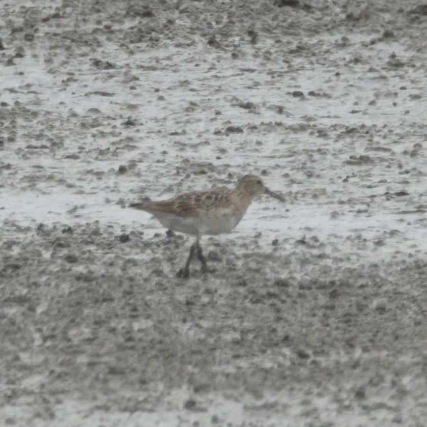 Pectoral Sandpiper - Justin Riley