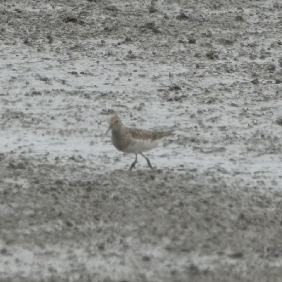 Pectoral Sandpiper - ML622667791