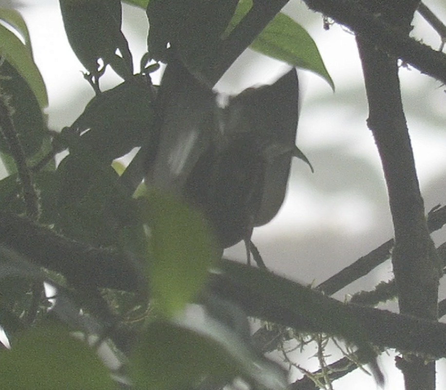 Club-winged Manakin - ML622667803