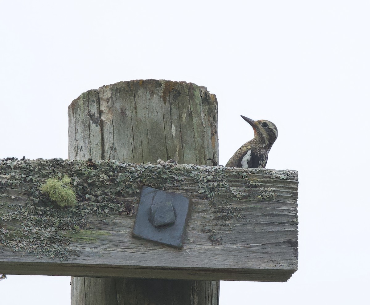 Yellow-bellied Sapsucker - ML622667817