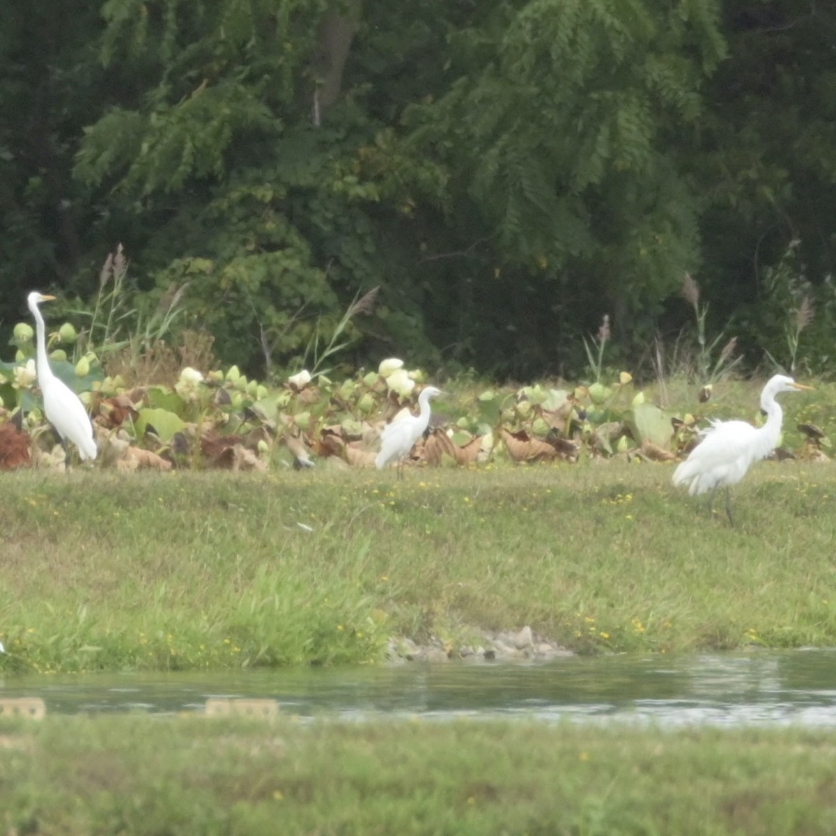 Snowy Egret - ML622667821