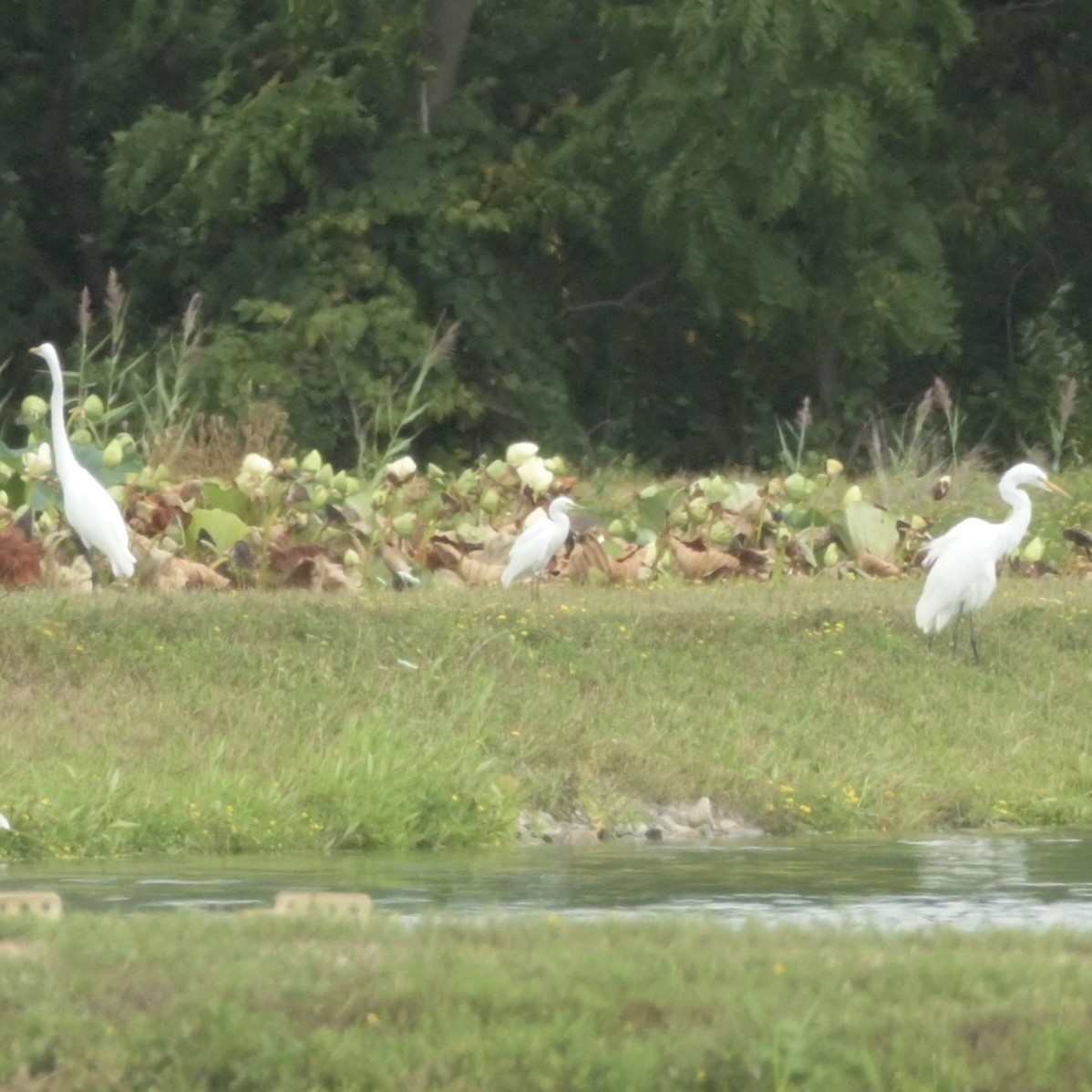 Snowy Egret - ML622667823