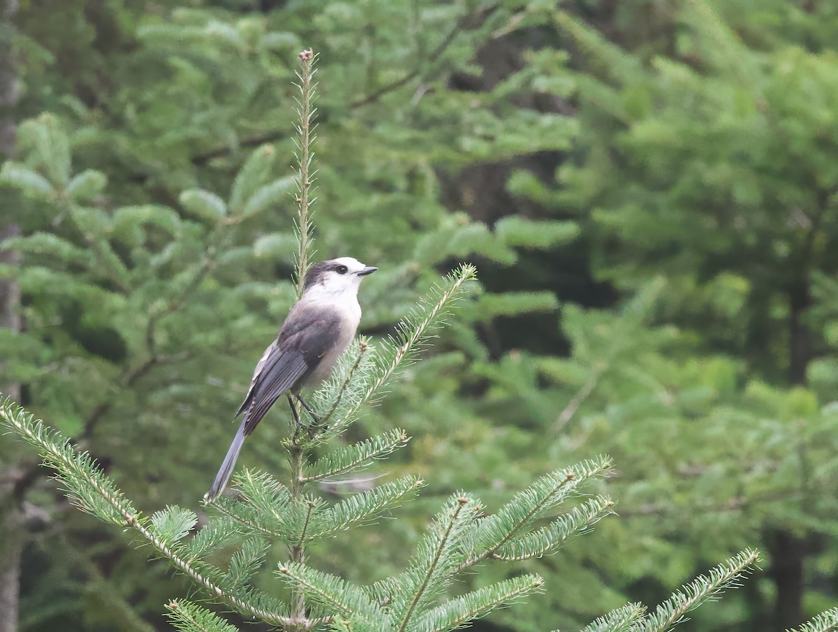 Canada Jay - ML622667840