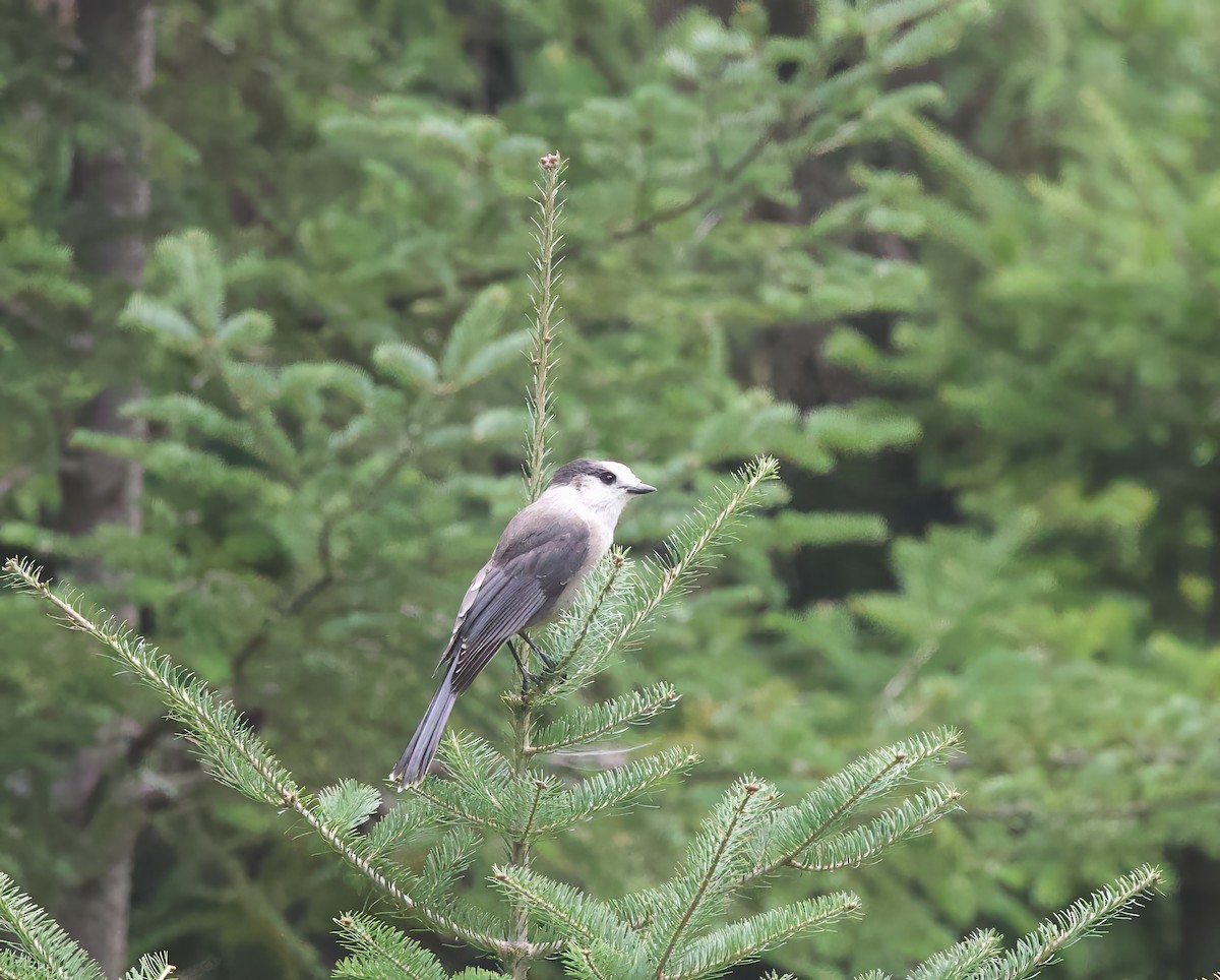 Mésangeai du Canada - ML622667841