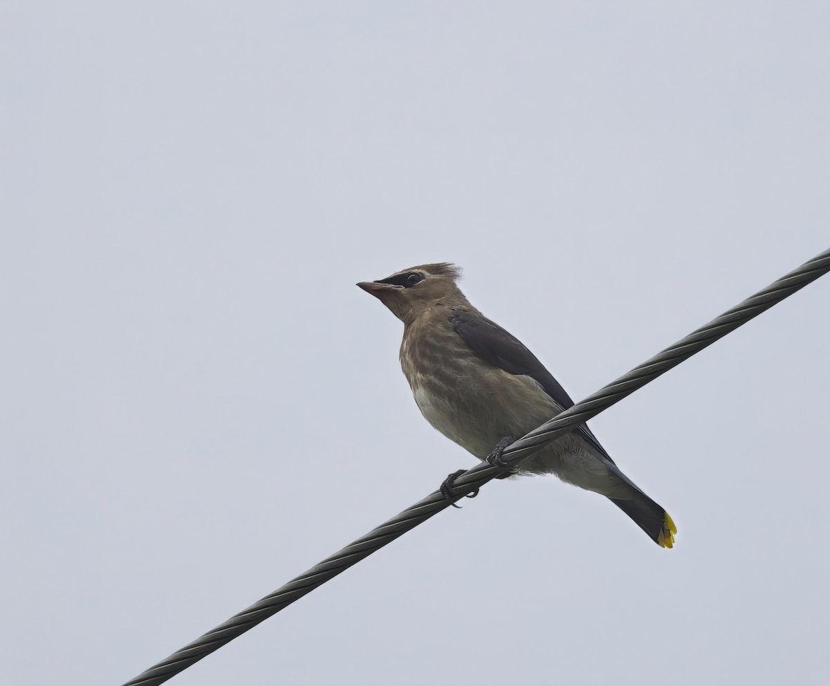 Cedar Waxwing - ML622667852