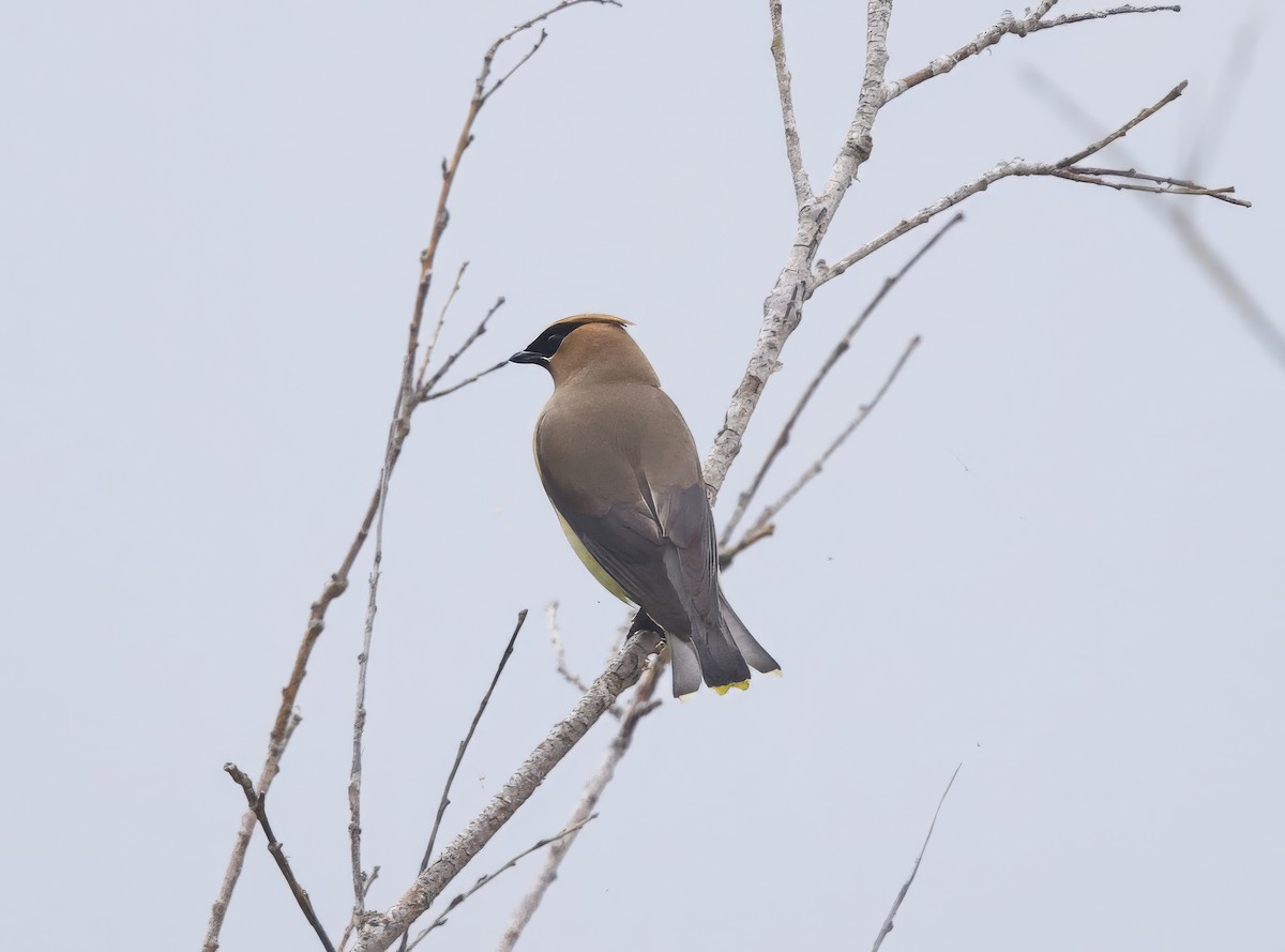 Cedar Waxwing - ML622667854