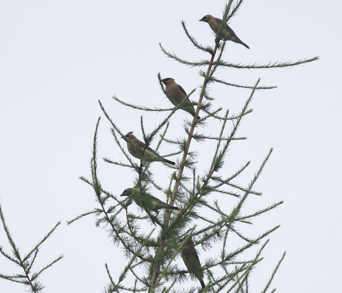 Cedar Waxwing - Michel Proulx