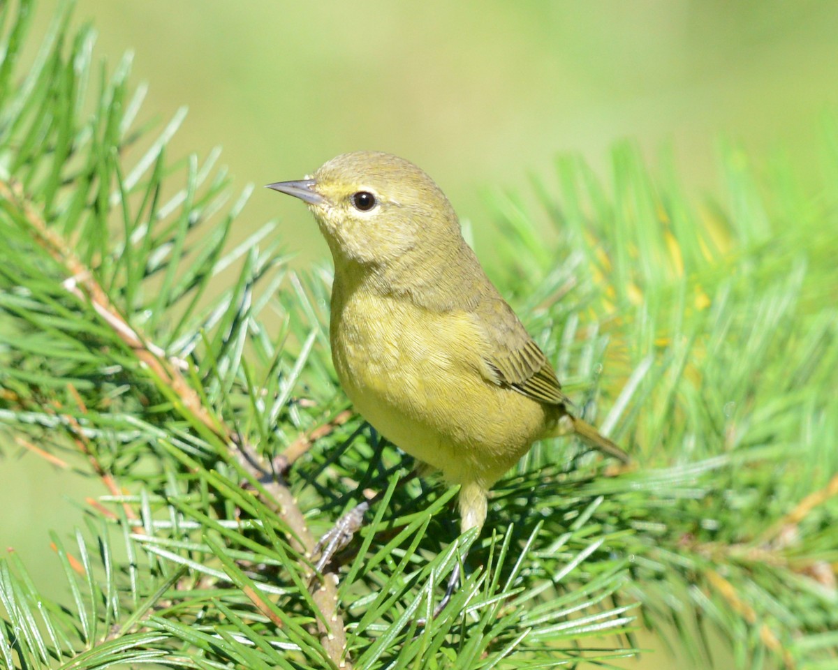 Orange-crowned Warbler - ML622667863