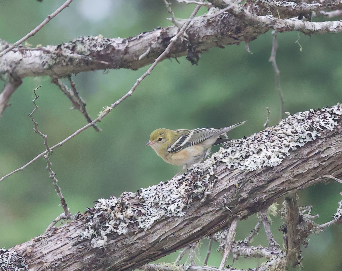 Braunkehl-Waldsänger - ML622667879