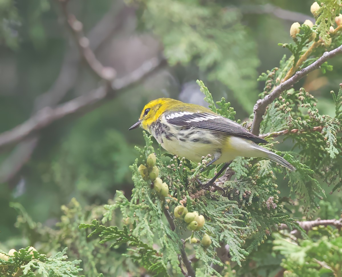 Black-throated Green Warbler - ML622667885