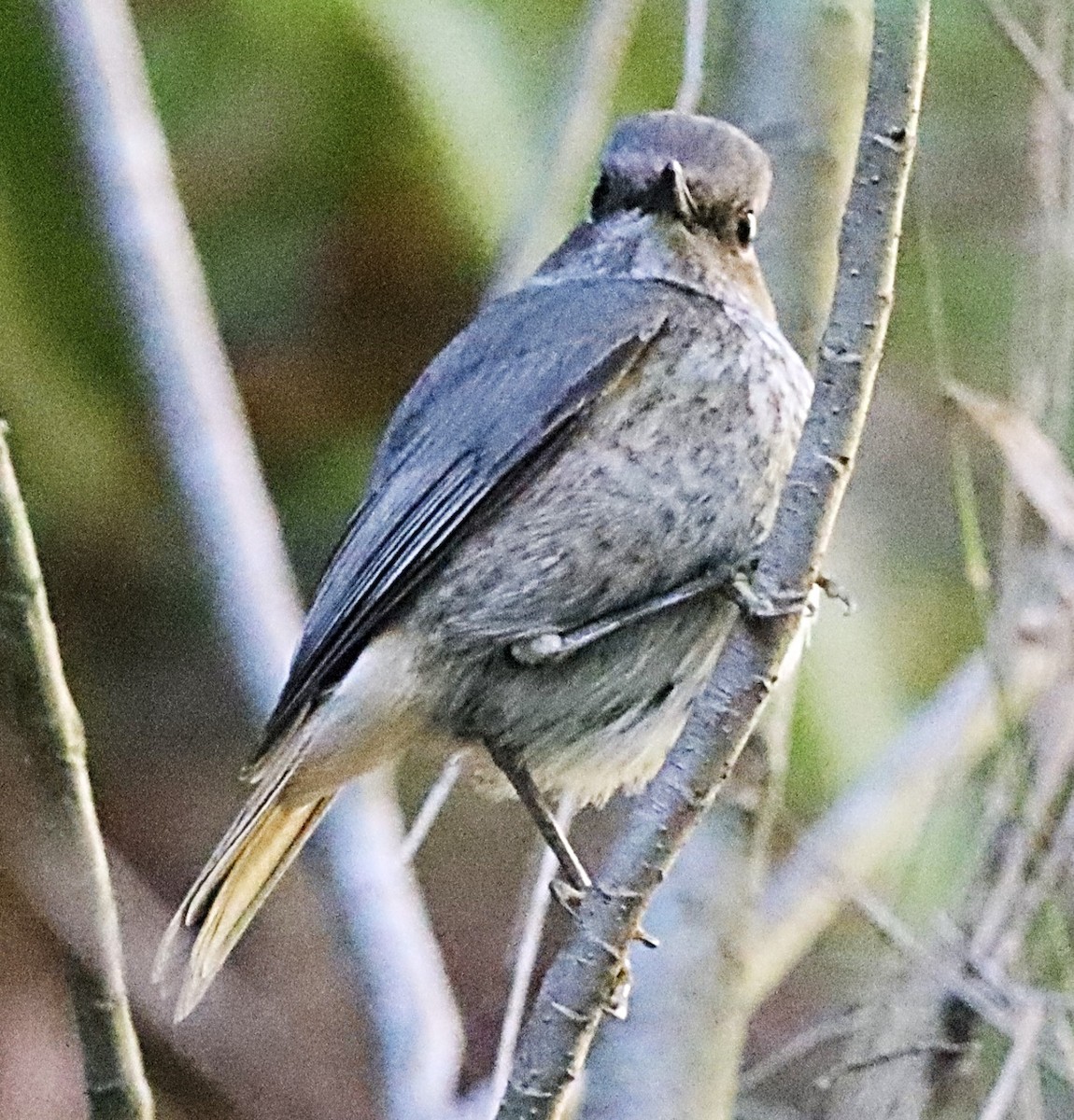 Forest Rock-Thrush - Michael Mosebo Jensen