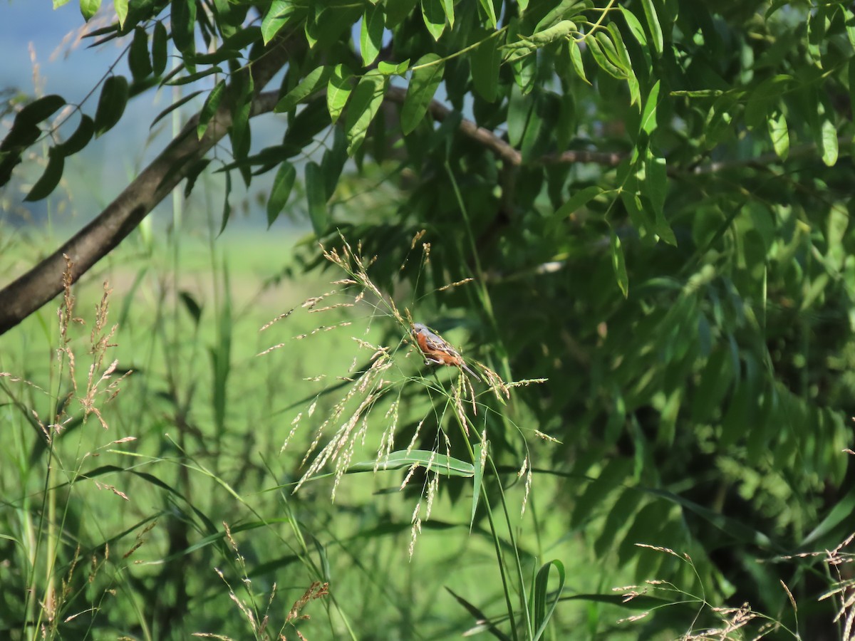 Ruddy-breasted Seedeater - Jessie Stuebner