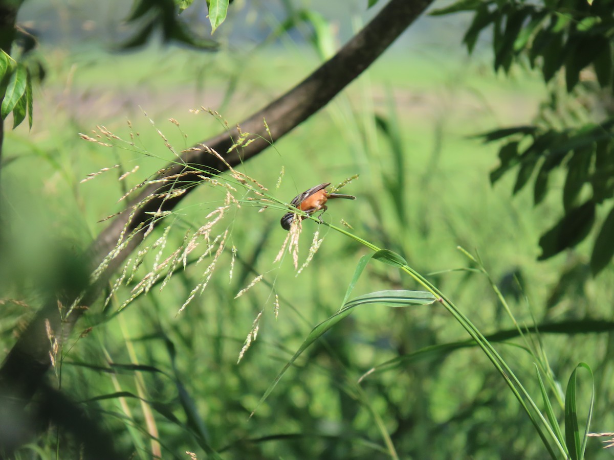 Ruddy-breasted Seedeater - ML622667982