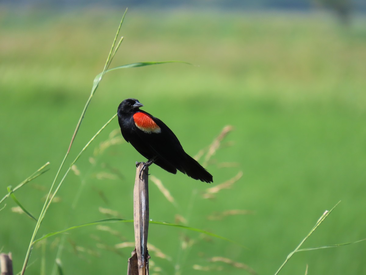 Red-winged Blackbird - ML622668010