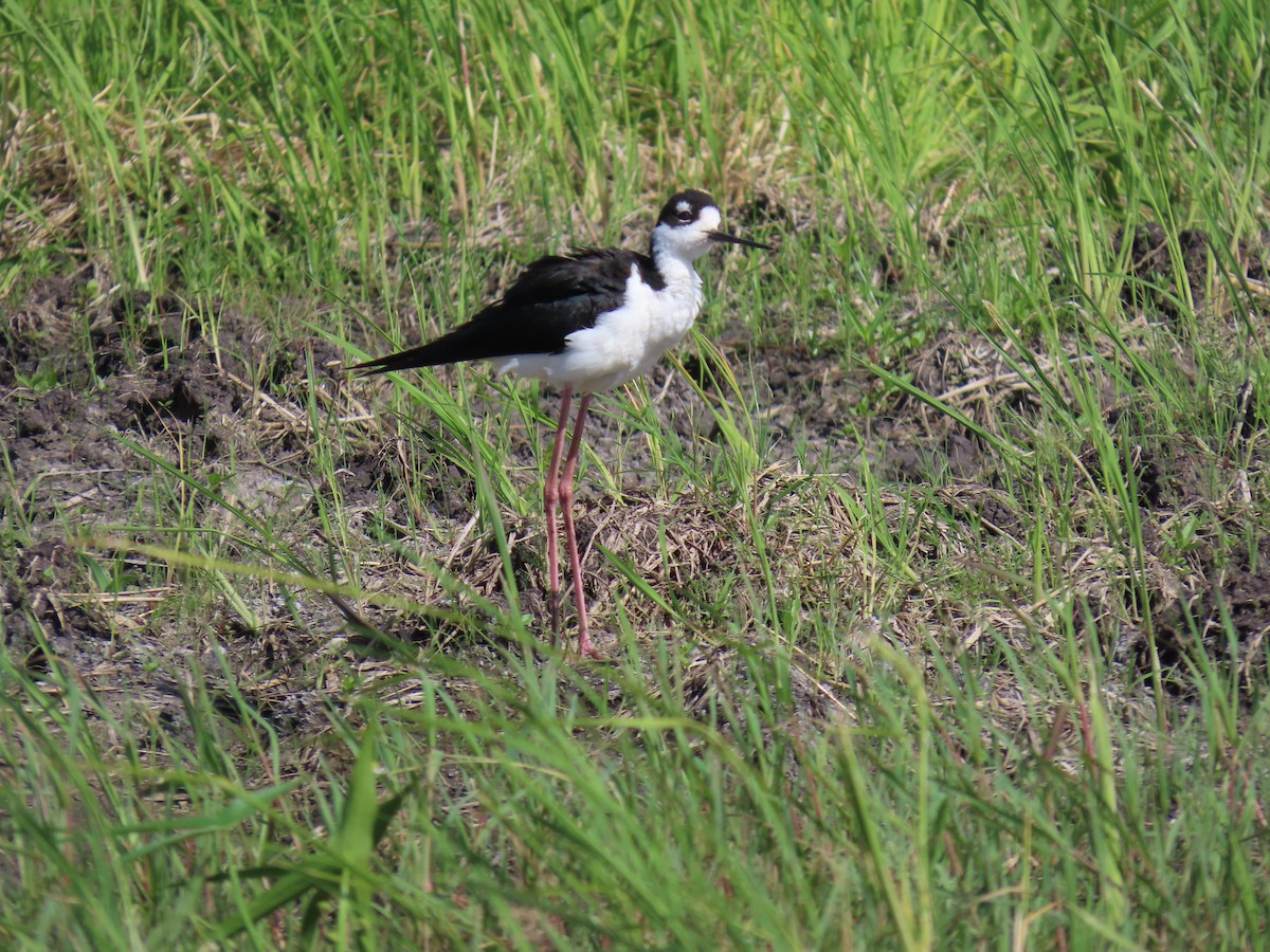 Black-necked Stilt - ML622668027