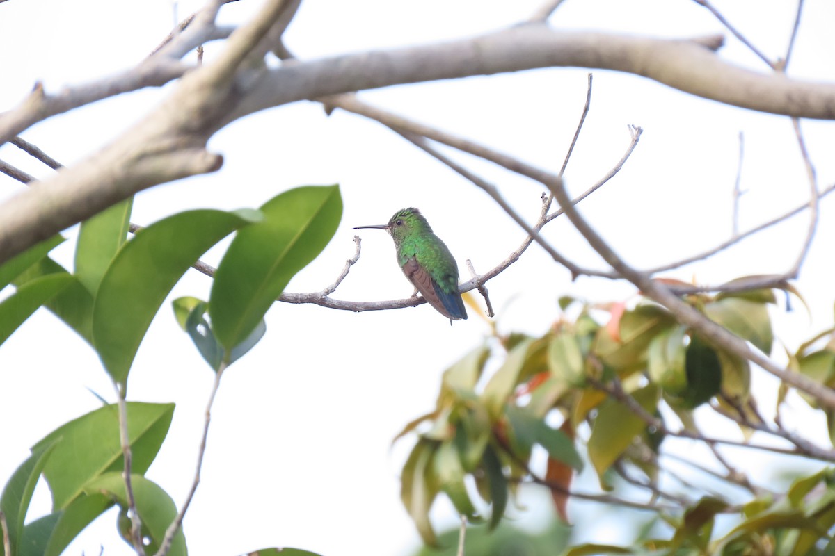 Blue-chinned Sapphire - ML622668028