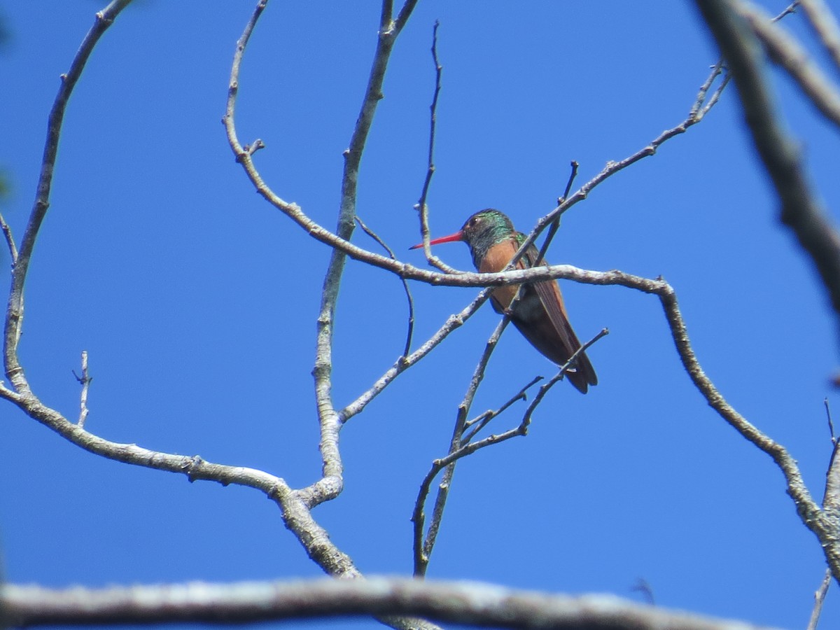 Buff-bellied Hummingbird (Yucatan) - ML622668044