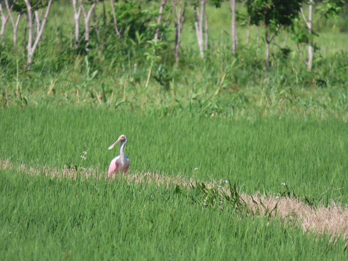 Roseate Spoonbill - ML622668057