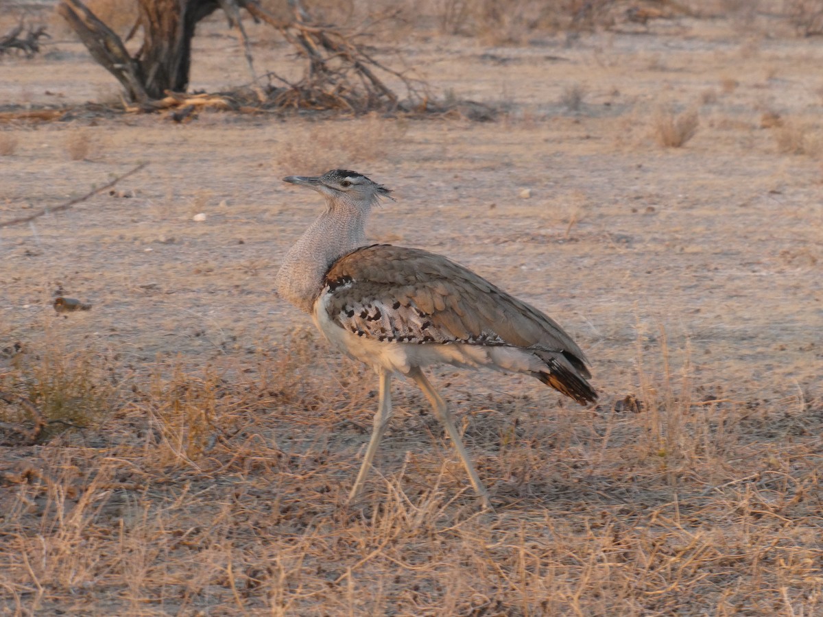 Kori Bustard - ML622668062