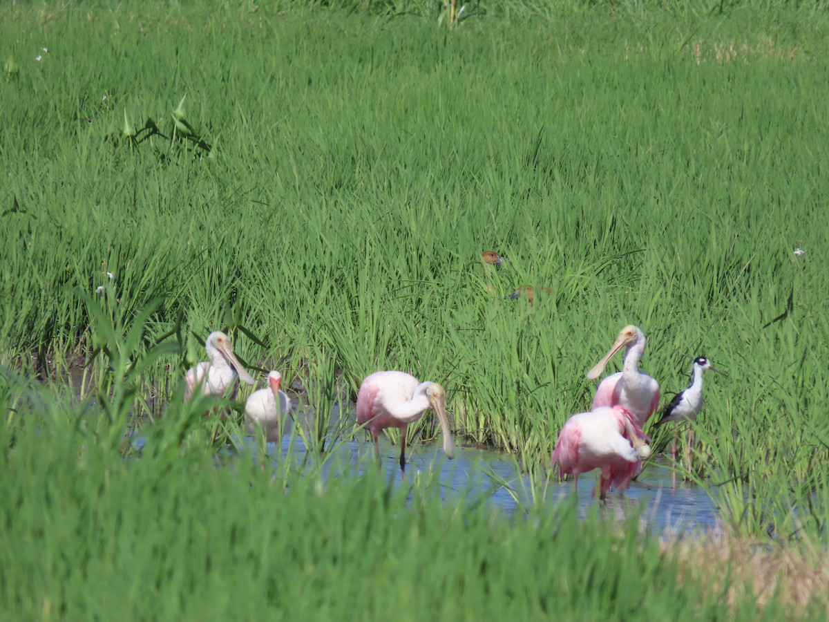 Roseate Spoonbill - ML622668067