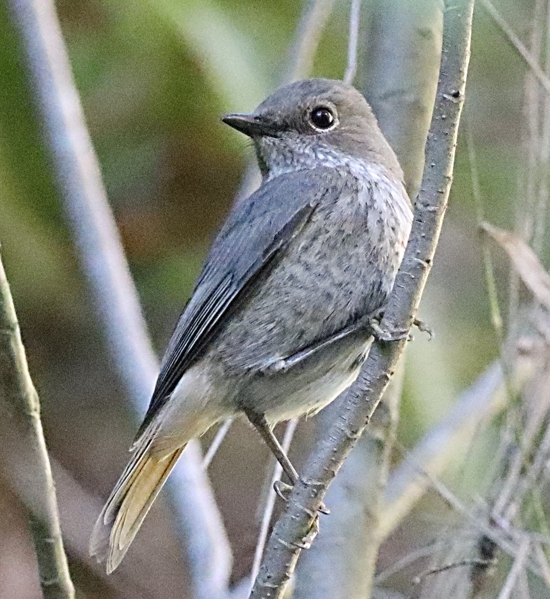 Forest Rock-Thrush - ML622668076