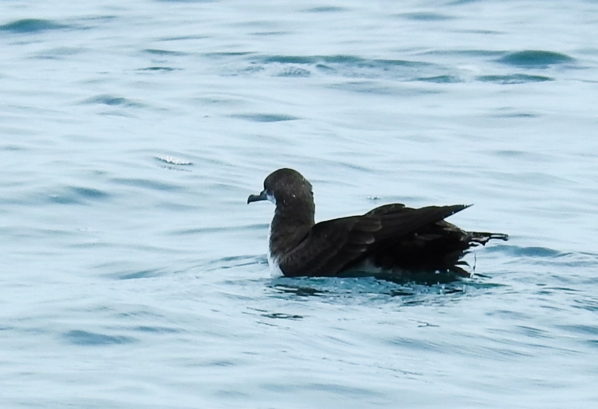 Puffin des Galapagos - ML622668082