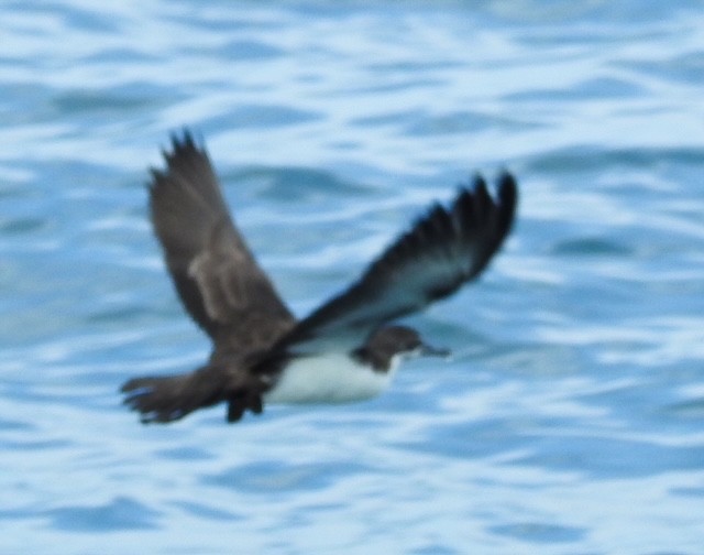 Puffin des Galapagos - ML622668085