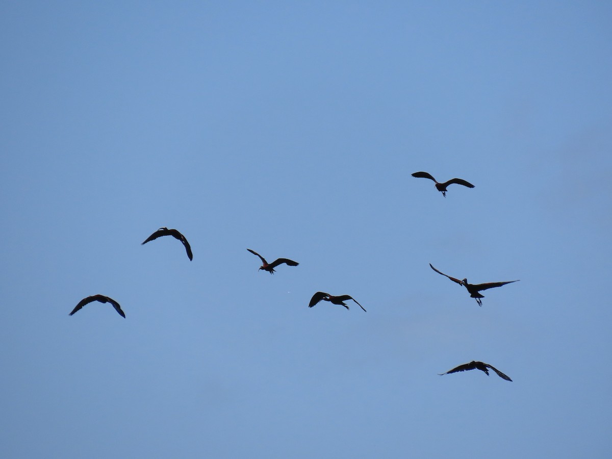 Glossy Ibis - ML622668087