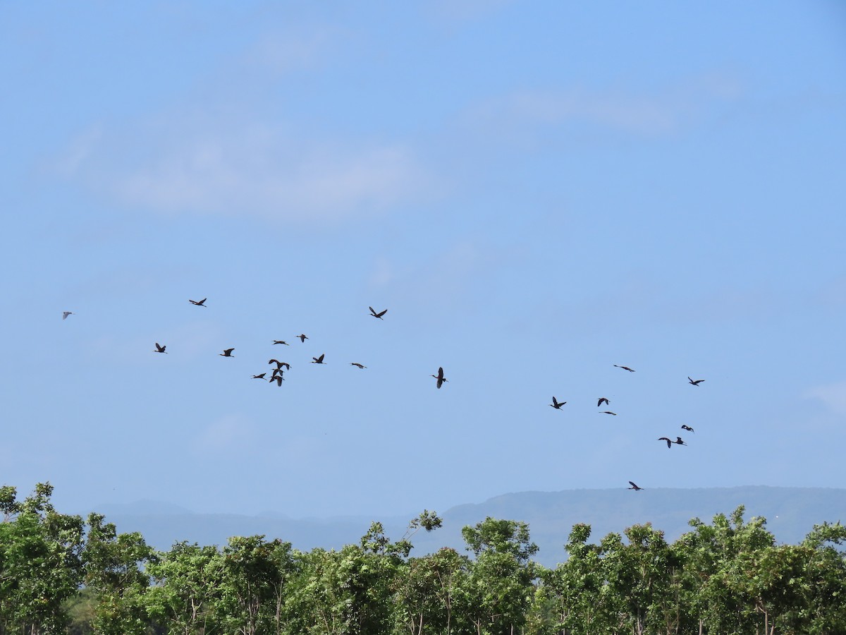 Glossy Ibis - ML622668090