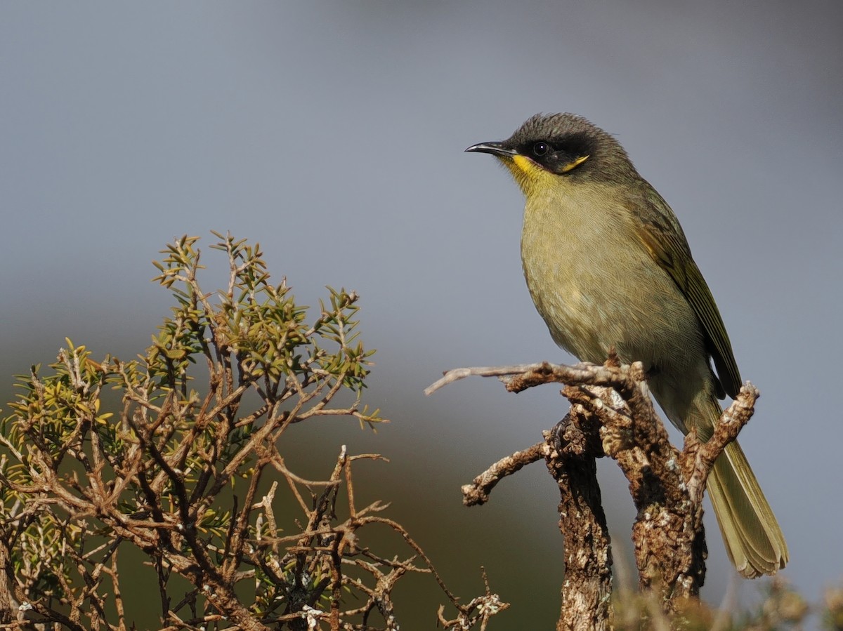 Purple-gaped Honeyeater - ML622668099