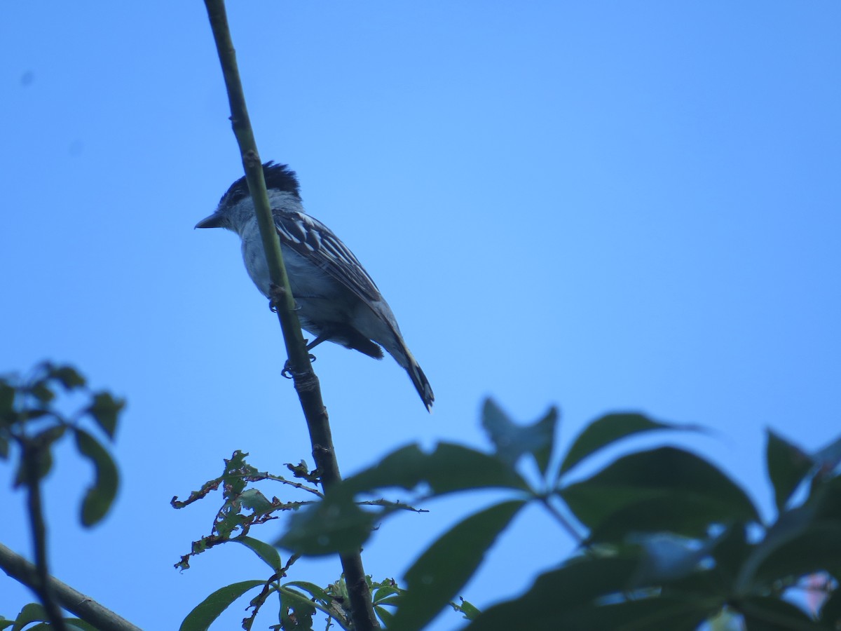 Gray-collared Becard - Penelope Bacilio