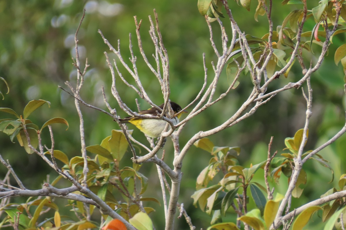 Yellow-backed Tanager - ML622668116