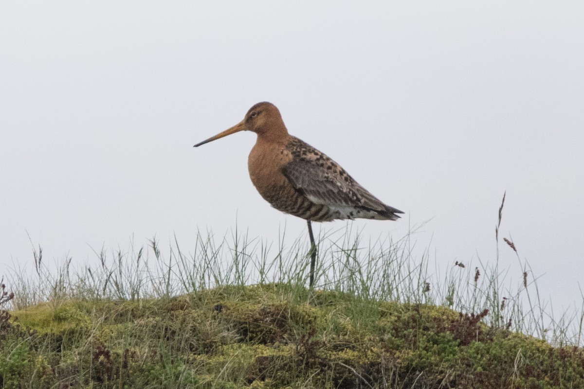 Black-tailed Godwit - ML622668123