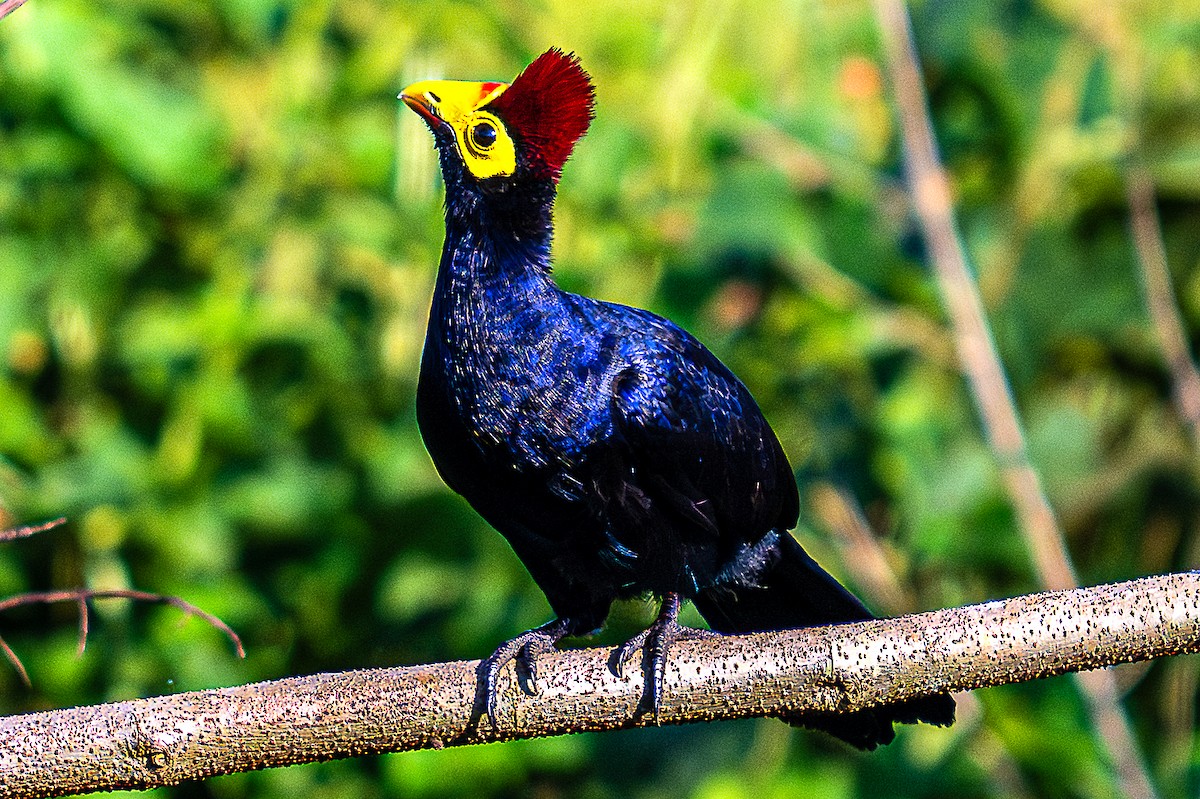 Ross's Turaco - ML622668232