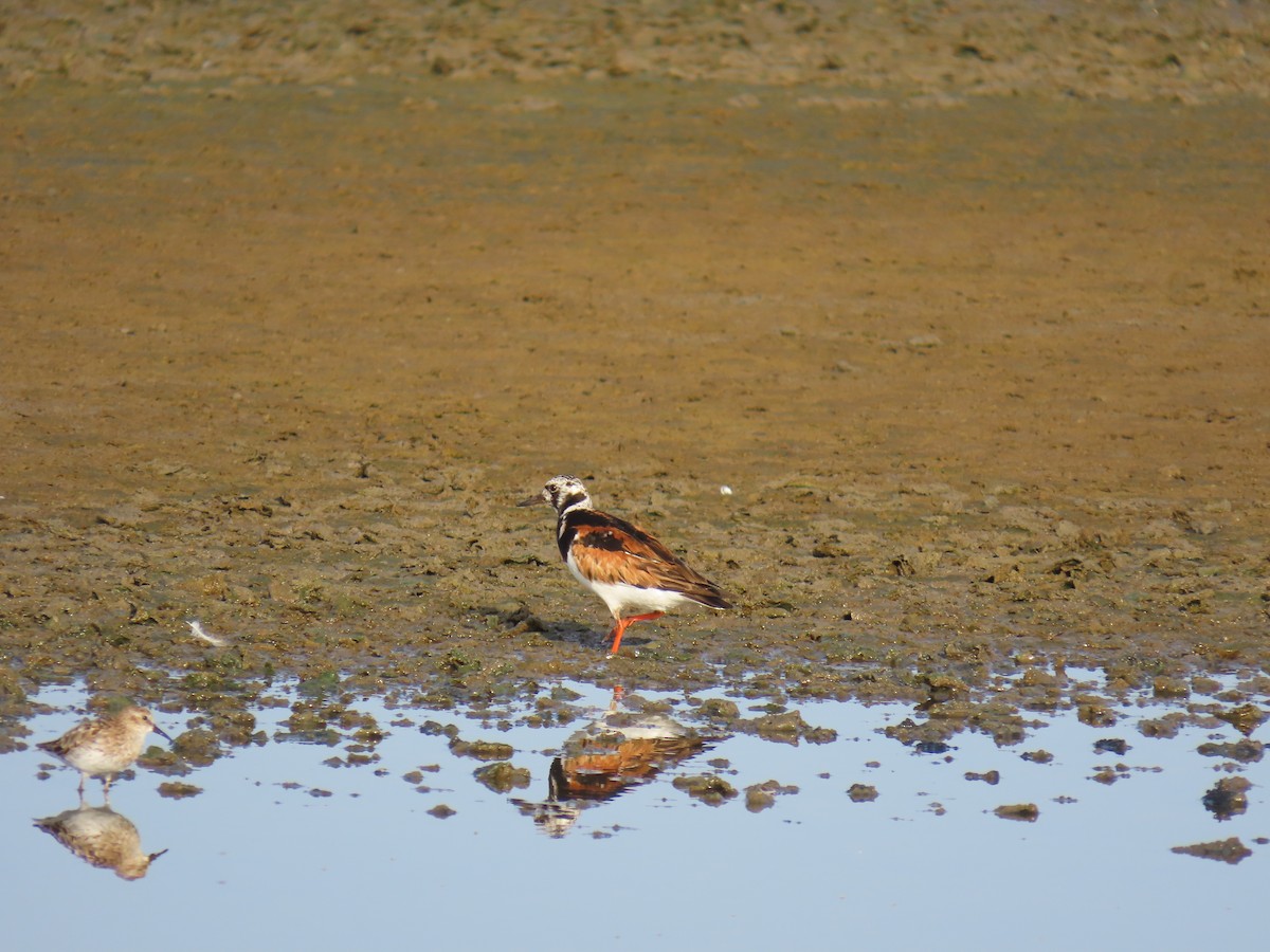 Ruddy Turnstone - ML622668367