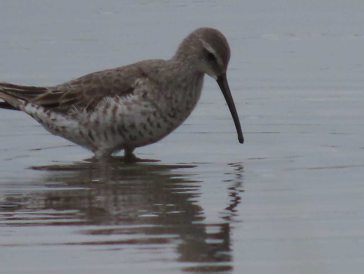 Stilt Sandpiper - ML622668393