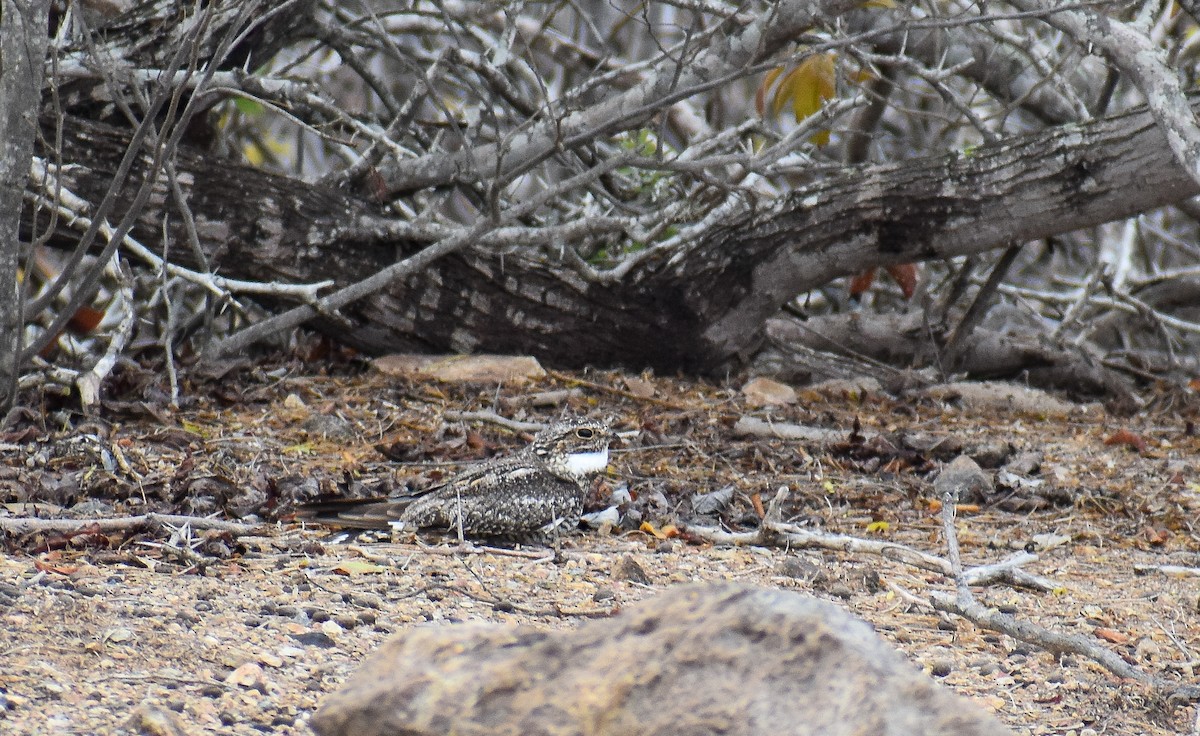 Lesser Nighthawk - ML622668395