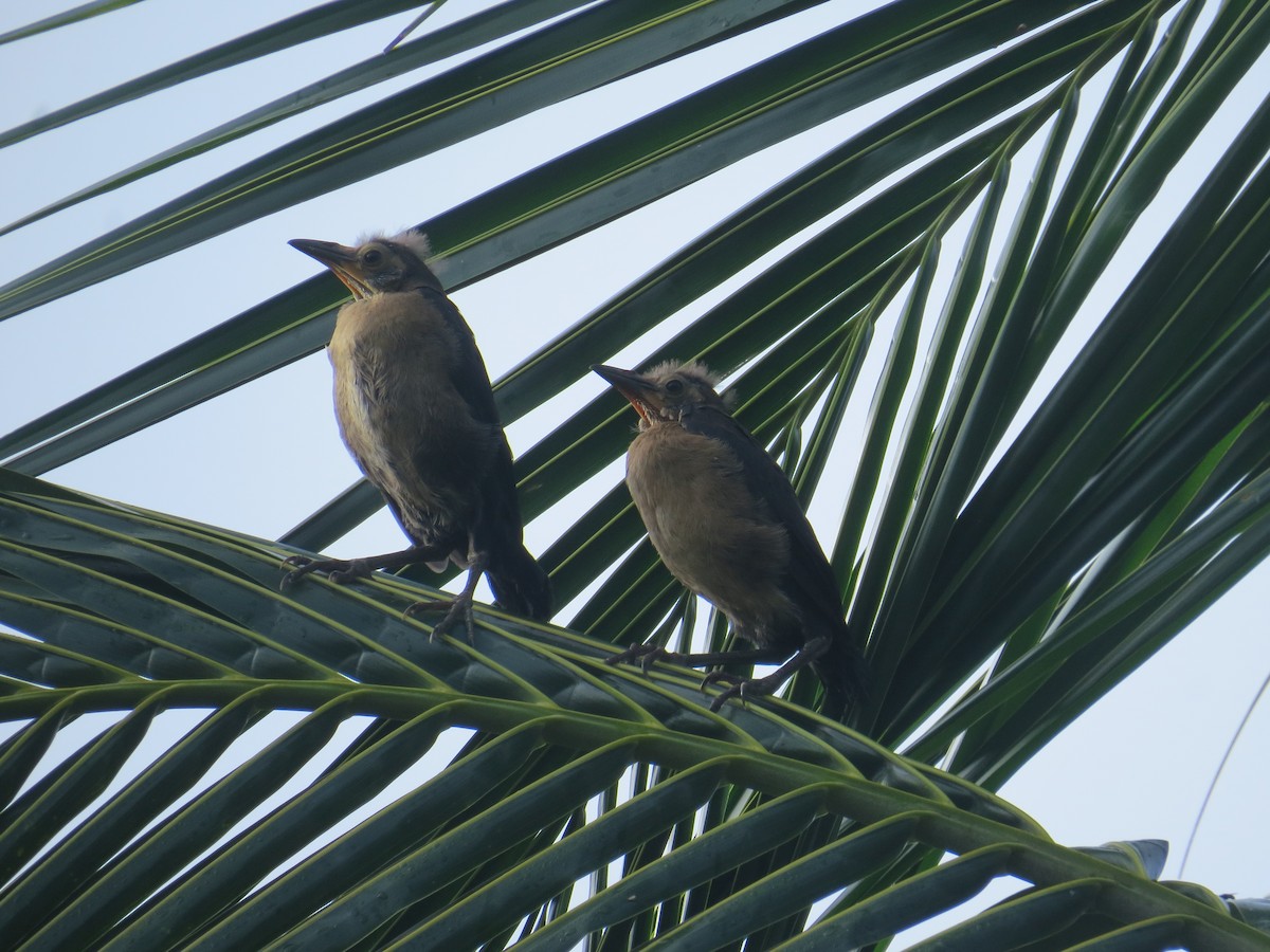 Great-tailed Grackle - ML622668401