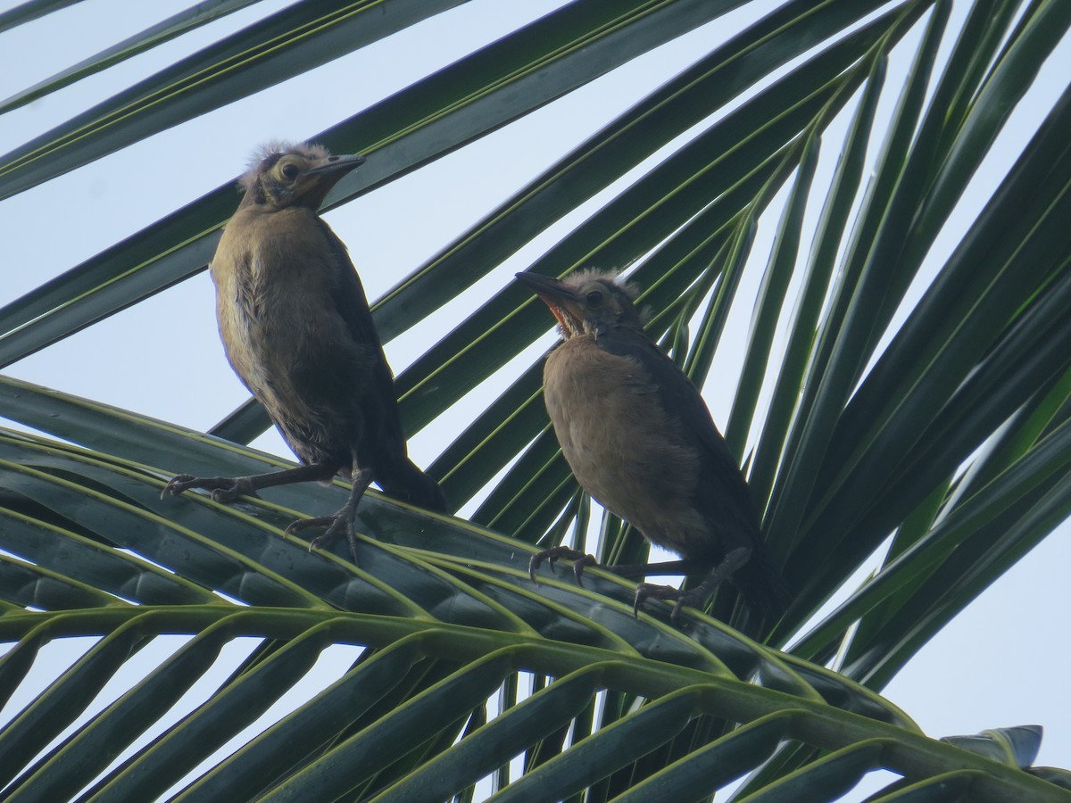 Great-tailed Grackle - ML622668424