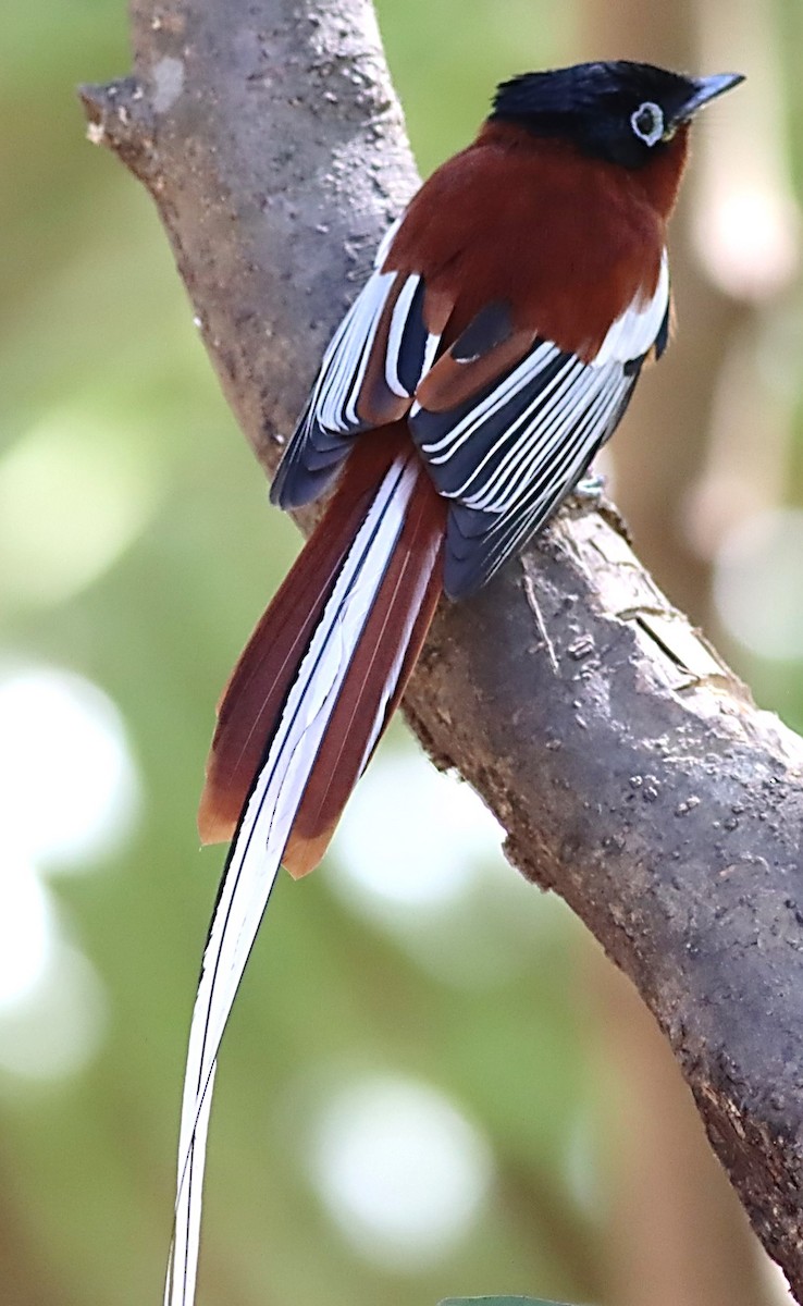 Malagasy Paradise-Flycatcher - Michael Mosebo Jensen