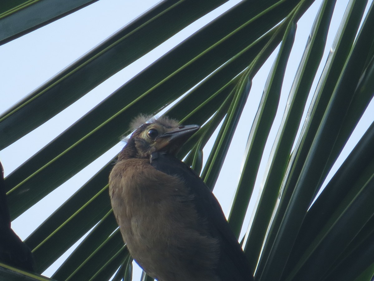 Great-tailed Grackle - ML622668435