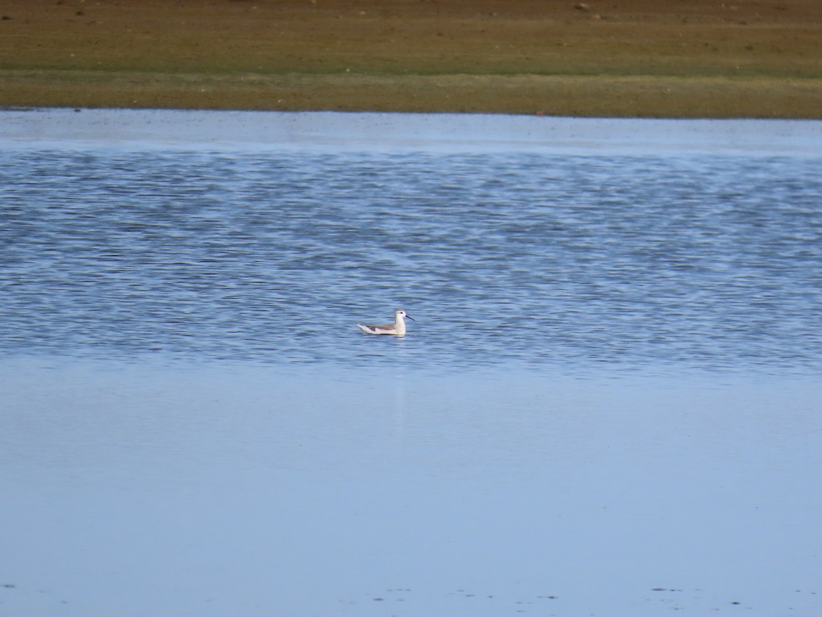 Wilson's Phalarope - ML622668448